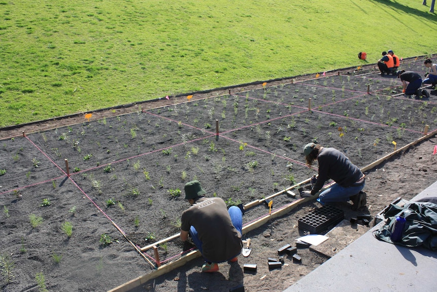 Melbourne University staff and students planting seedlings.