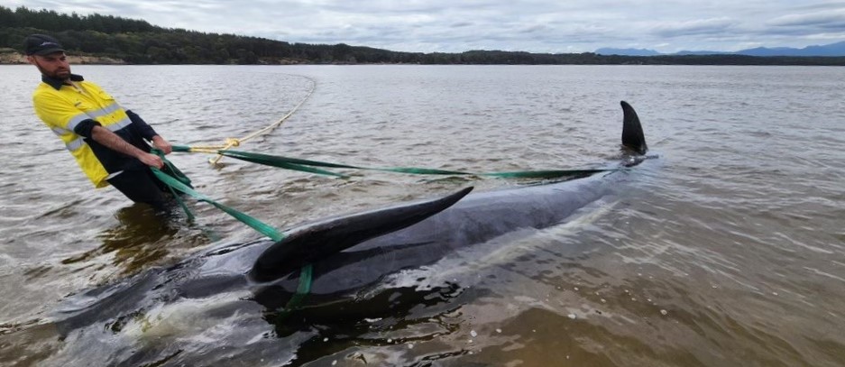 A boat crew member tends to a whale in shallow waters.