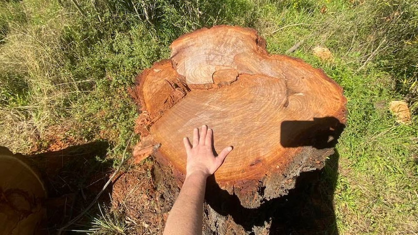 Wanaruah Aboriginal community speaks out after sacred ‘Grandmother Tree’ cut down at Muswellbrook