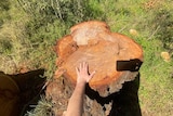 A hand reaching out to touch a large tree stump