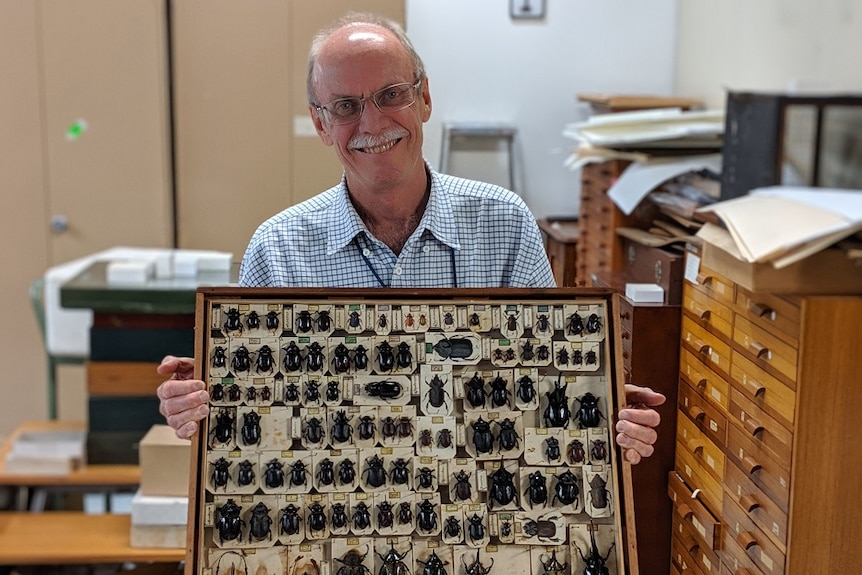 Melbourne Museum senior curator Ken Walker holding up a drawer of beetle specimens from the 1800s and smiling.