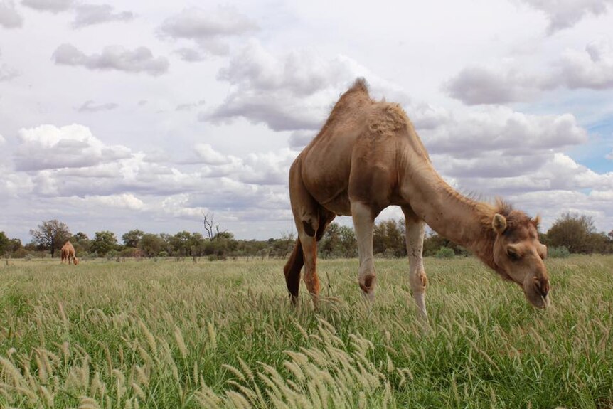 Camels enjoying green grass near Alice Springs.