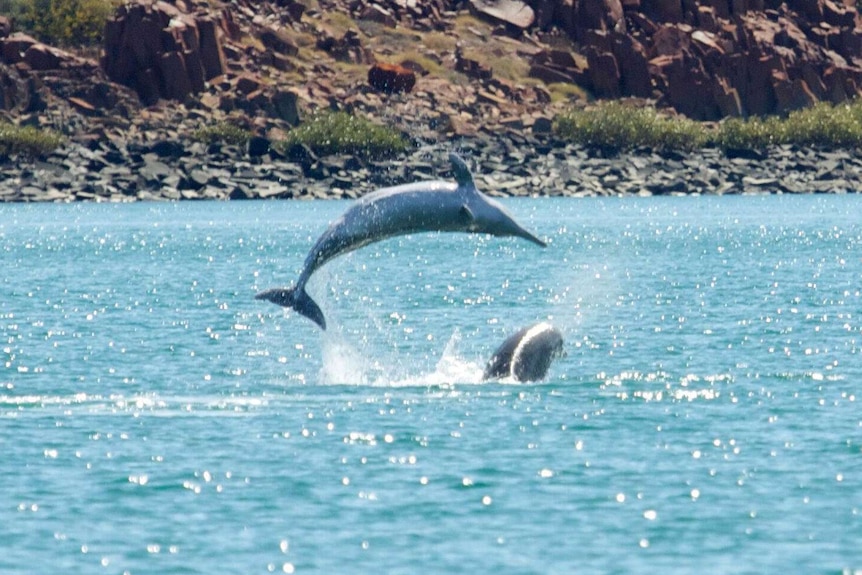 Humpback dolphin leaping high out of the water with another beneath it, also out of the water.