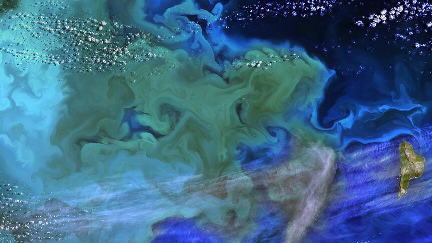 satellite image of a milky plankton bloom against a  blue background.