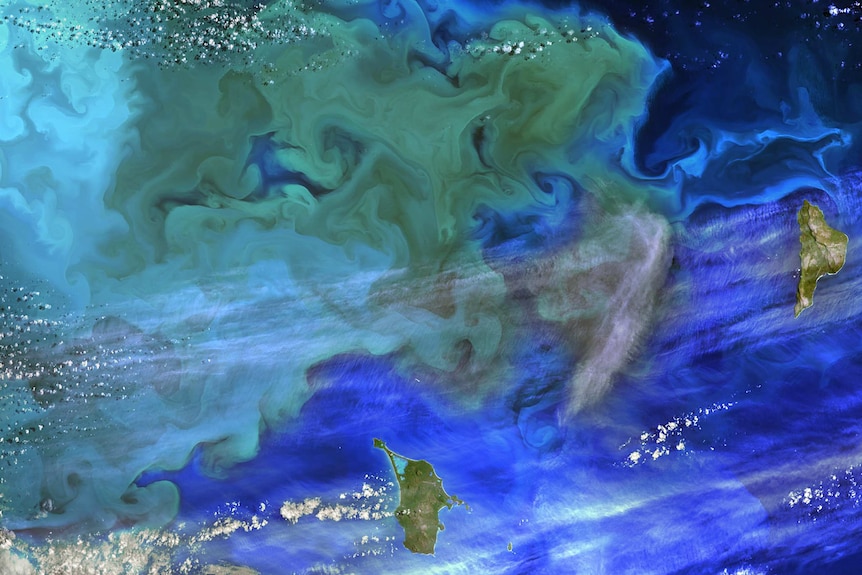 satellite image of a milky plankton bloom against a  blue background.