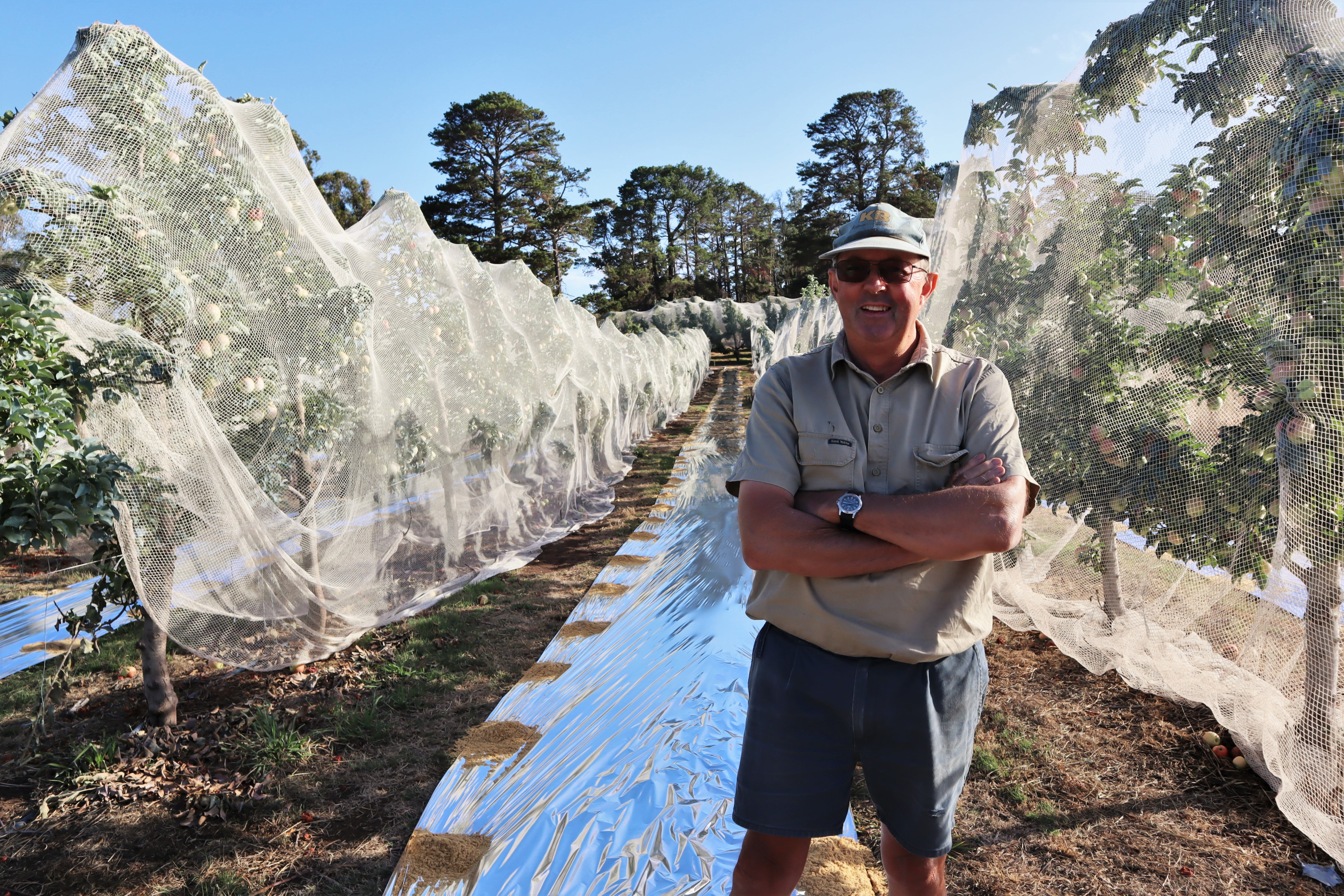 Man standing in front of reflective sheet in apple orchard.