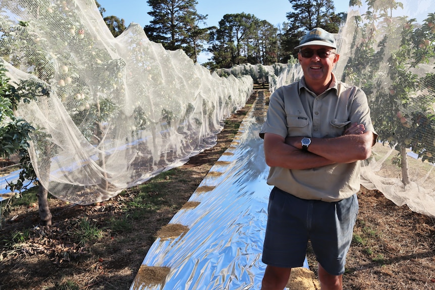 Man standing in front of reflective sheet in apple orchard.