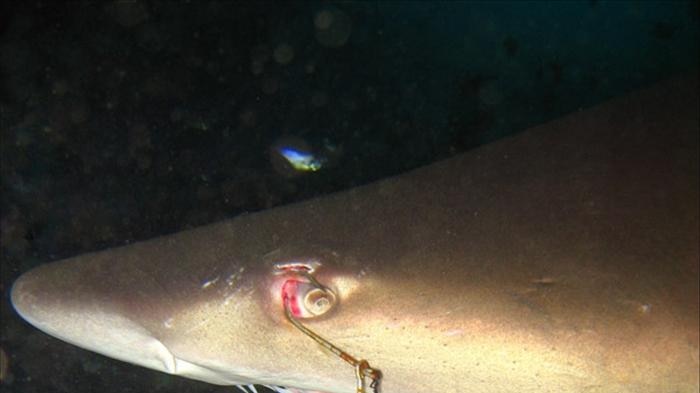 Grey Nurse shark with hook in eye