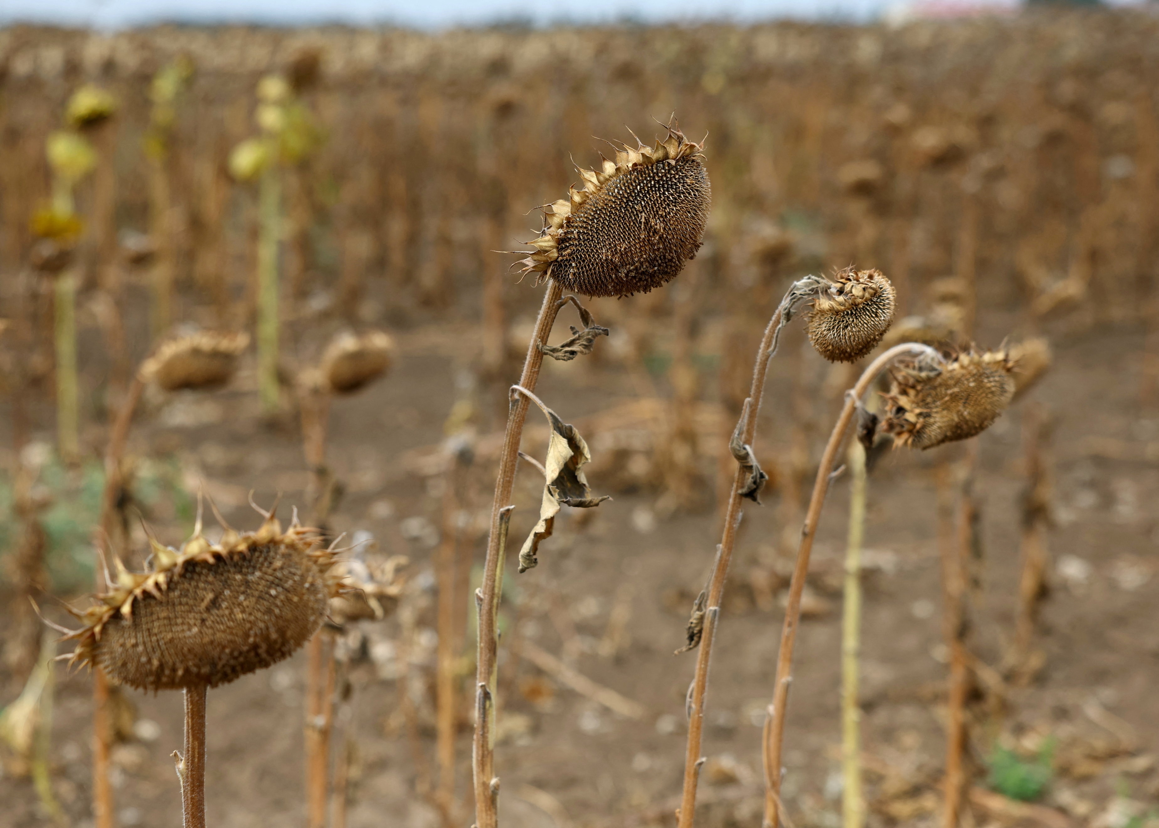 Dead sunflowers wilt in a field.