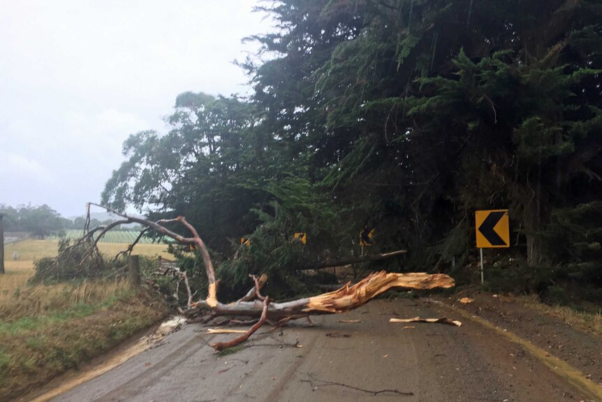 Smashed tree blocks road