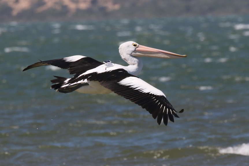A pelican flying in the air with water and a hill behind it