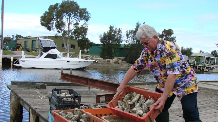 Boat on the Shoalhaven River, oysters in trays and man in Hawaiian shirt picks up a tray