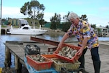 Boat on the Shoalhaven River, oysters in trays and man in Hawaiian shirt picks up a tray