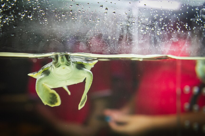 A young Loggerhead turtle swimming as part of the World Science Festival.