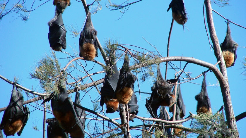 The number of flying foxes at Yarra Bend has doubled to 52,000.Queensland