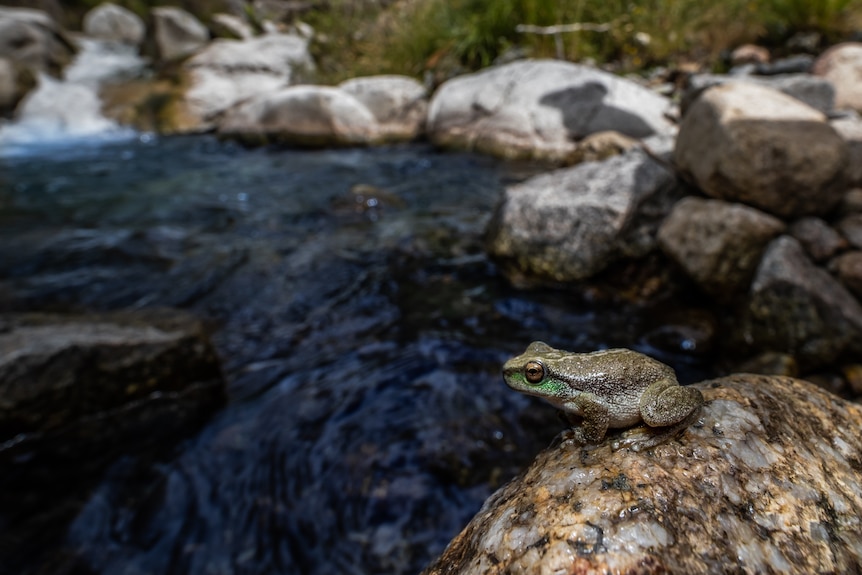 A frog on a rock next to a river.