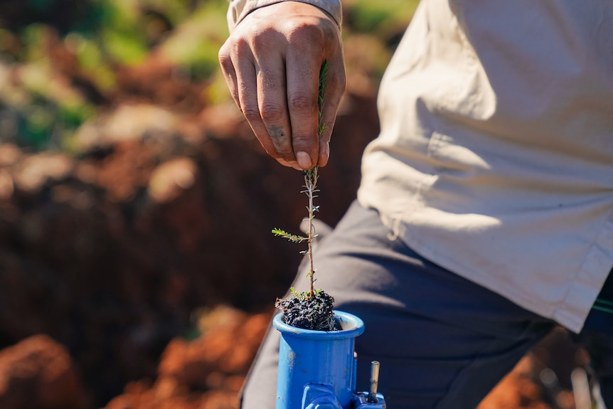 Hand puts native tree seeding into blue pastic planting tool