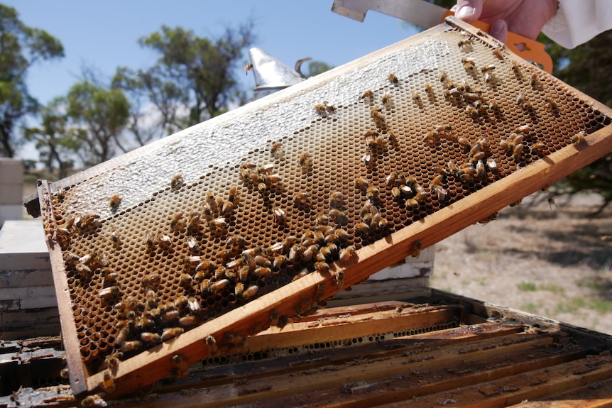 Honey bees crowd on a honeycomb are pulled out of a hive.