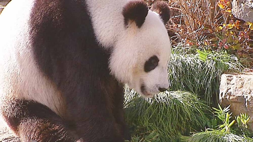 One of the Adelaide Zoo pandas