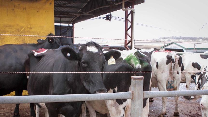 Dairy cows stand in a yard.