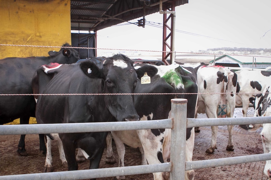 Dairy cows stand in a yard.