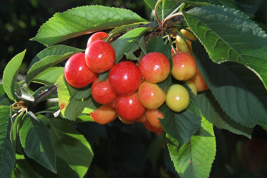 Cherries growing on a tree.