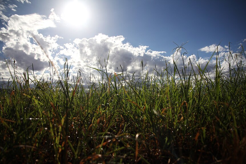 A close-up shot of grass with the sun and sky in the background.