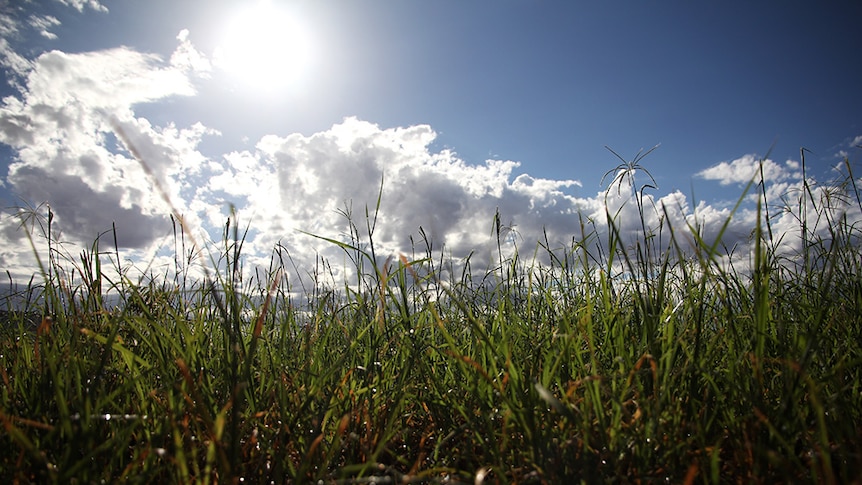 A close-up shot of grass with the sun and sky in the background.
