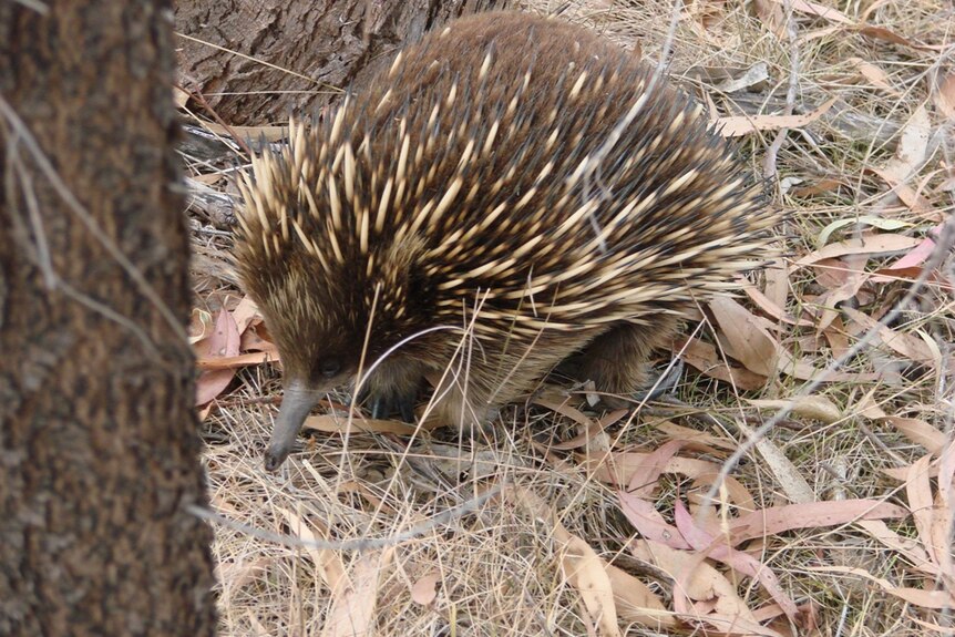 An echidna hunts through ground foliage, tree in foreground