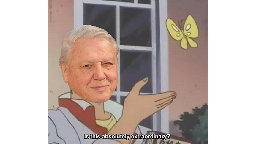 A version of the popular 'butterfly dude' meme of Sir David Attenborough saying 'Is this absolutely extraordinary?'