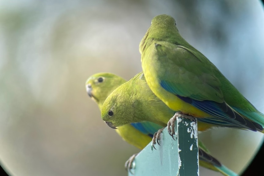 three green parrots sitting on a perch