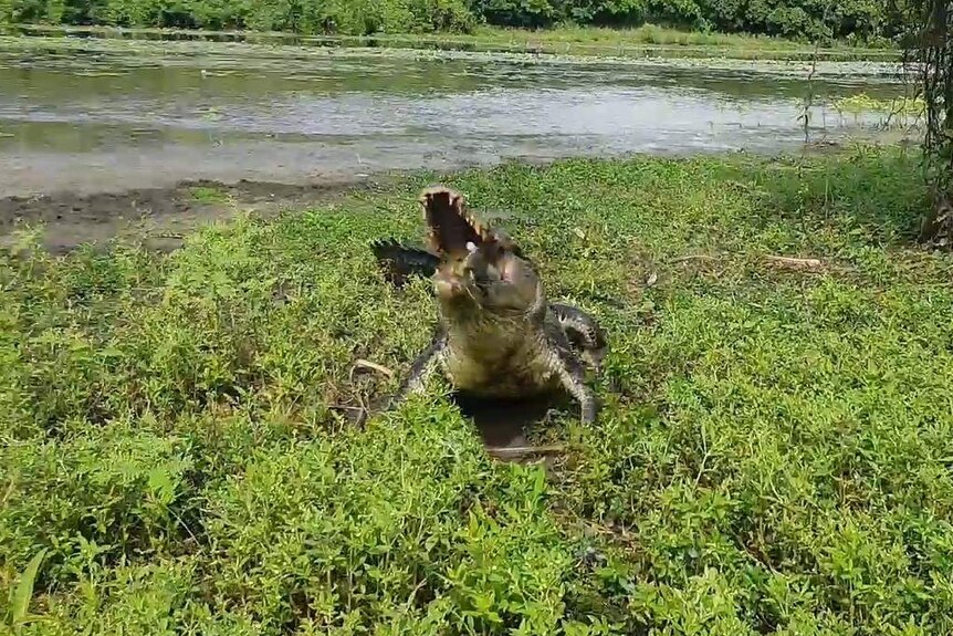 A large saltwater croc eating a barramundi.