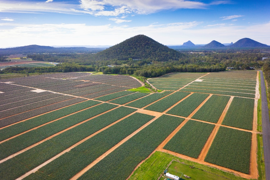 Drone shot of the pineapple fields with the Glass House Mountains in the background.