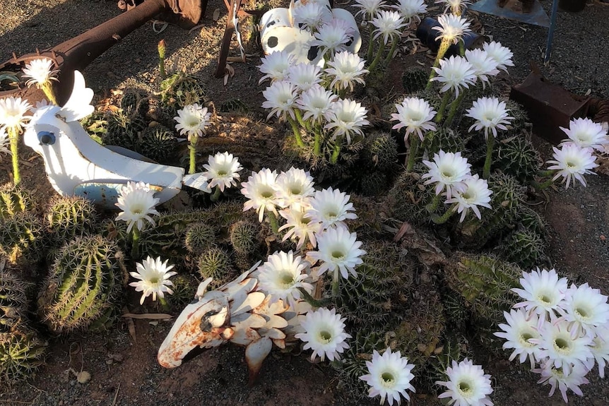 Cactus plant covered in white flowers 