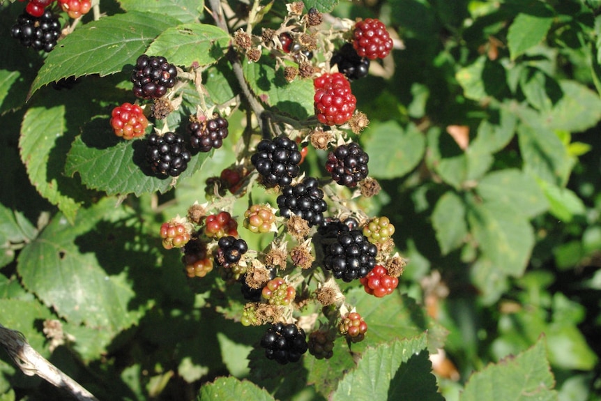 The blackberry fruit.