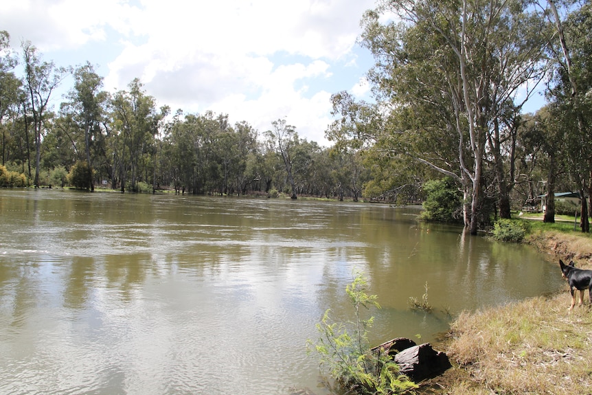 A black kelpie looks out across a wide river 