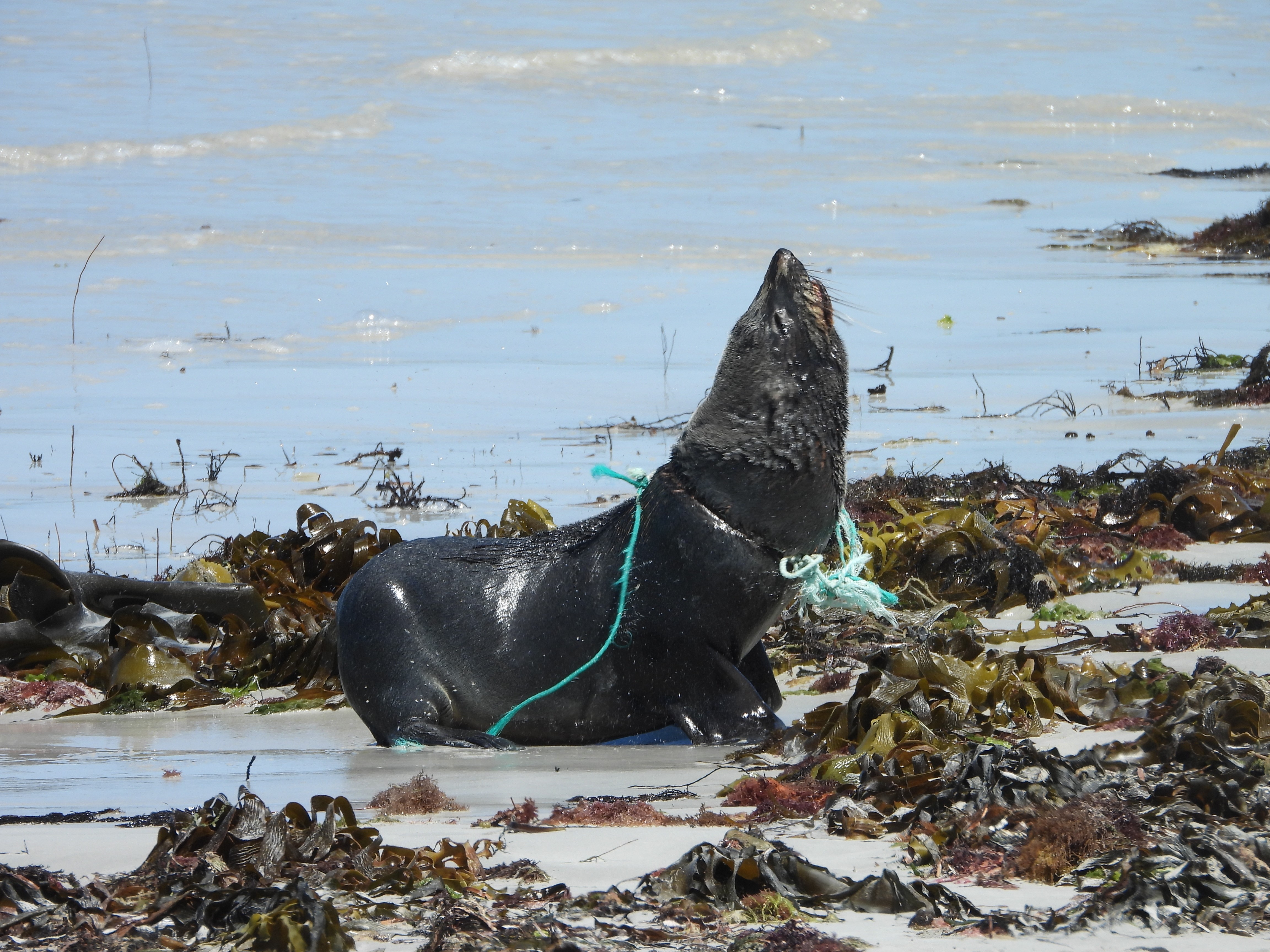A seal on a beach with a rope wrapped tightly around its neck. 