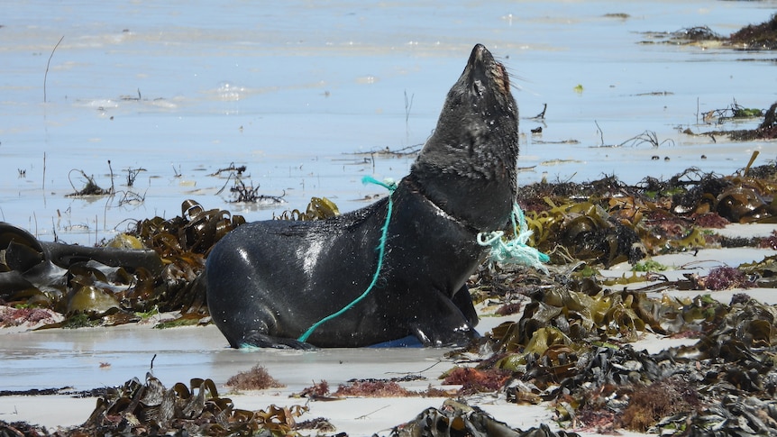 A seal on a beach with a rope wrapped tightly around its neck. 