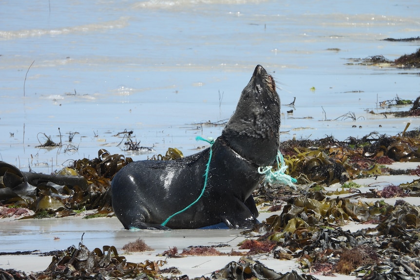 A seal on a beach with a rope wrapped tightly around its neck. 