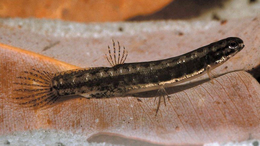 A male salamanderfish.