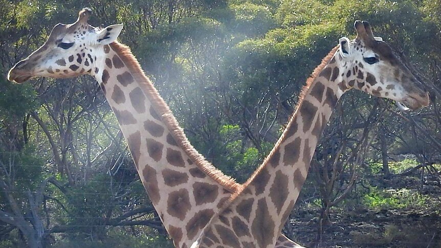 Two giraffes stand next to each other, their necks crossed.