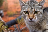 A grey tabby feral cat against a background of red dirt.