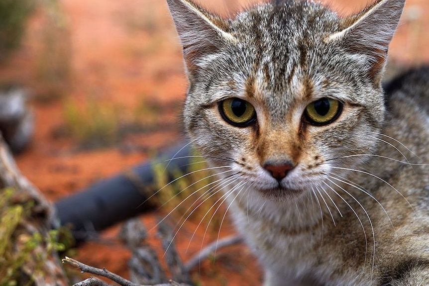 A grey tabby feral cat against a background of red dirt.