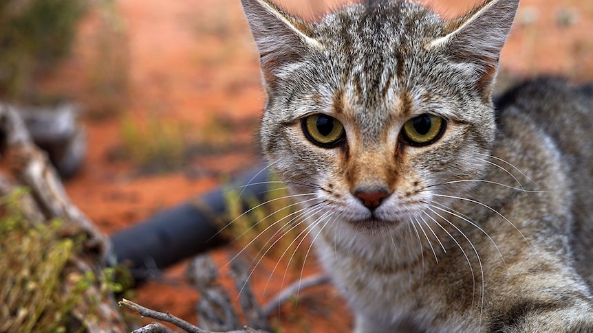 A grey tabby feral cat against a background of red dirt.