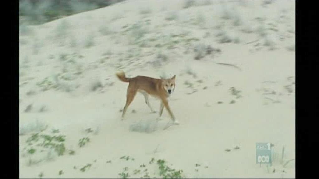 Dingo attacks child on Qld's Fraser Island - ABC News