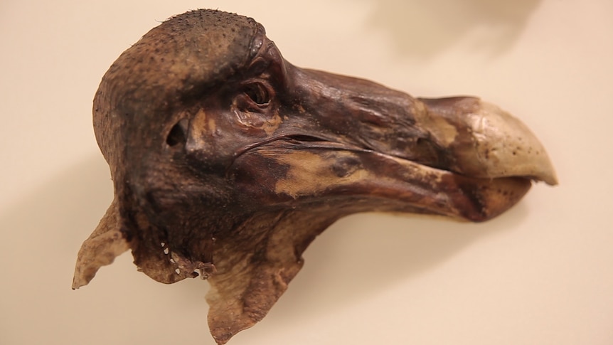 A dismembered dodo head.