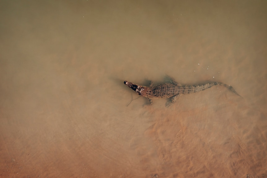 A crocodile is seen from a drone lurking in the shallows of the Daly River.