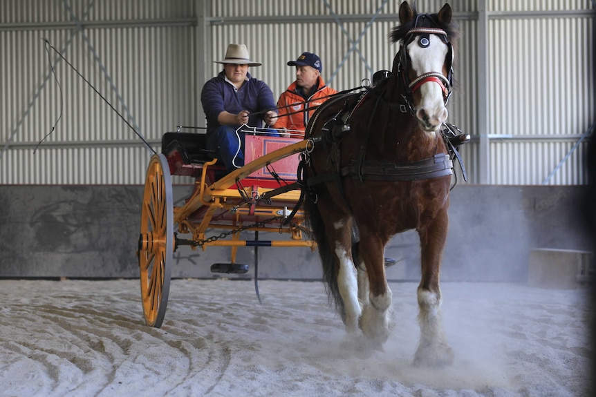 William Lewin and instructor Mark Peel drive the Clydesdale.