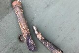 A rusty looking bolt