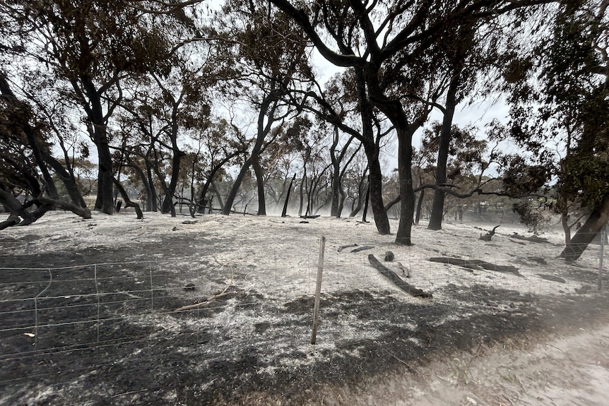 Burnt ground with trees in the background